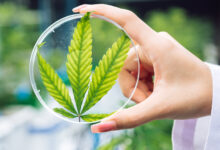 How Does the Cannabis Plant Actually Make Cannabinoids?
