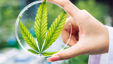 How Does the Cannabis Plant Actually Make Cannabinoids?