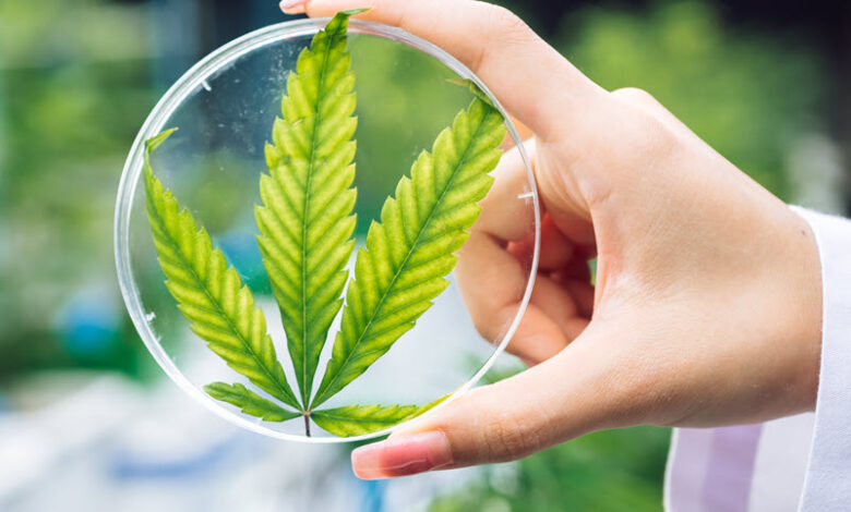 How Does the Cannabis Plant Actually Make Cannabinoids?