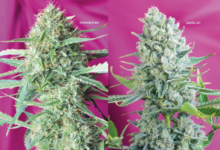 Power To The People – Sweet Seeds Grow Report, Gorilla Girl and Sweet Amnesia Haze
