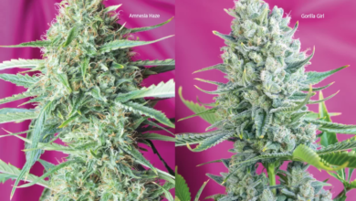 Power To The People – Sweet Seeds Grow Report, Gorilla Girl and Sweet Amnesia Haze