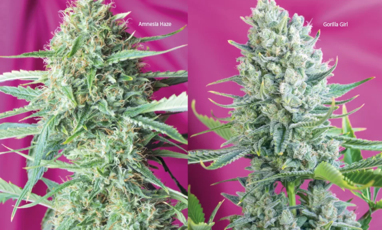 Power To The People – Sweet Seeds Grow Report, Gorilla Girl and Sweet Amnesia Haze